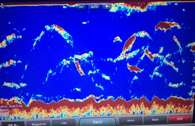 Multiple Whale Sounder Shot